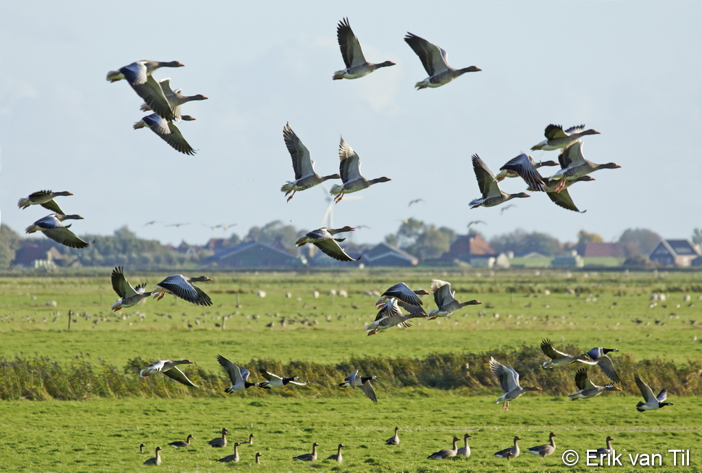 foto Erik van Til grauwe ganzen.jpg