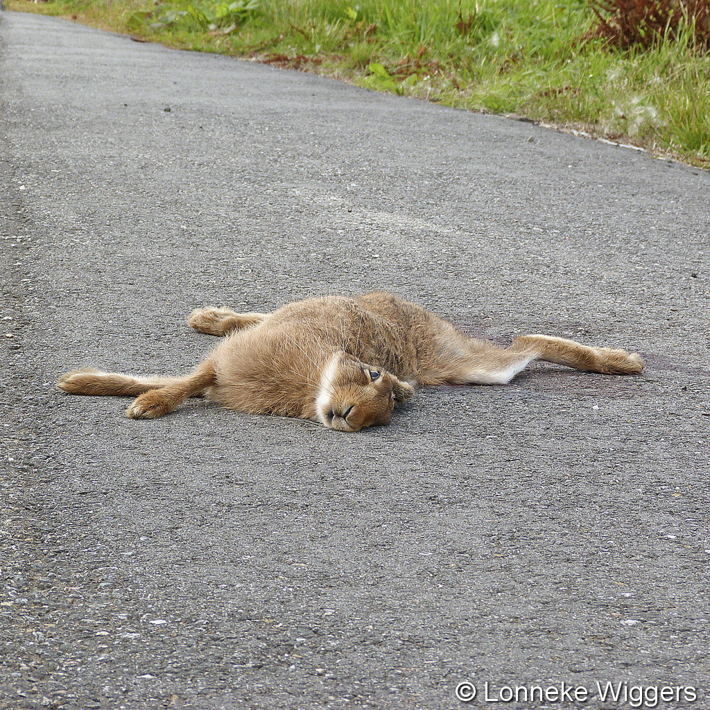 foto Lonneke Wiggers 3.jpg