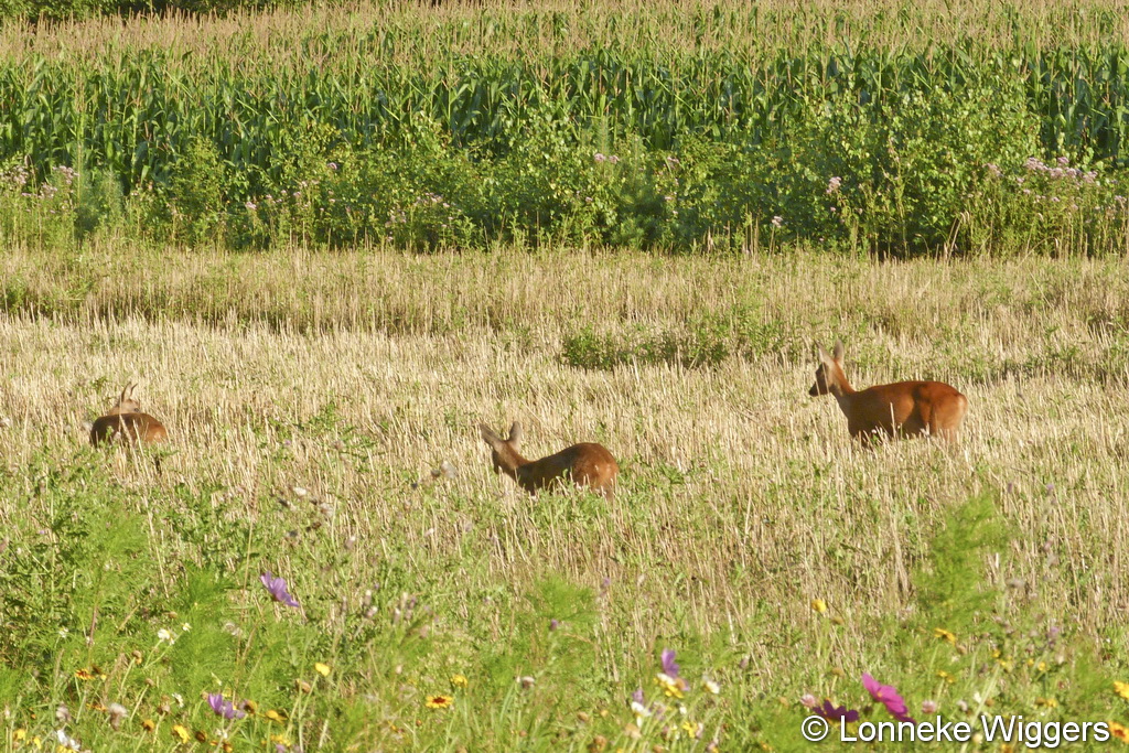 foto Lonneke Wiggers.jpg