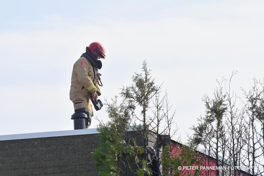 Coniferenbrand WP (1).JPG