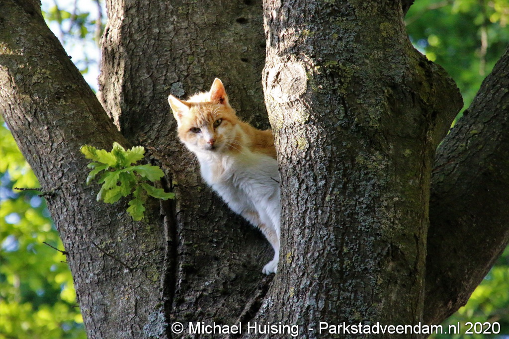 20200514 Brandweer haalt kat uit de boom in Borgercompagnie 1.jpeg