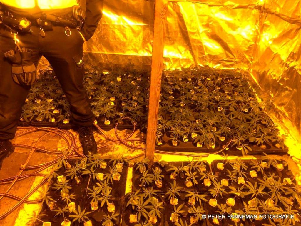 Hennepkwekerij (1).jpg