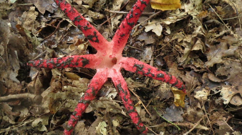 Inktvis zwam IMG_7899.JPG