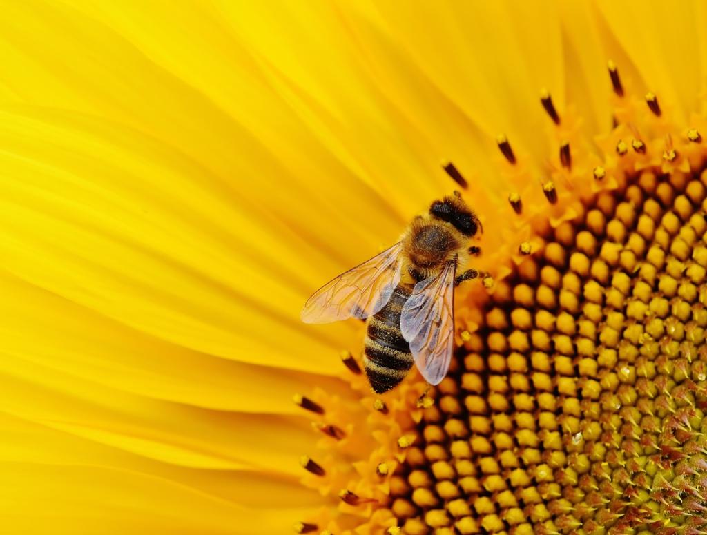 Bijen.jpg