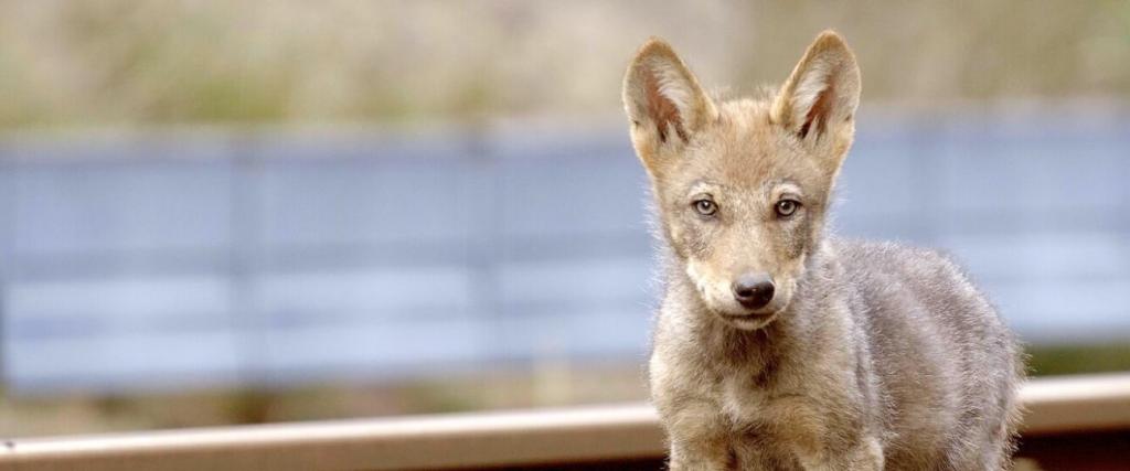 Okt 4 Wolf_st_20_jpg_sd-low_Photo-by-Cees-van-Kempen-1296x540.jpg