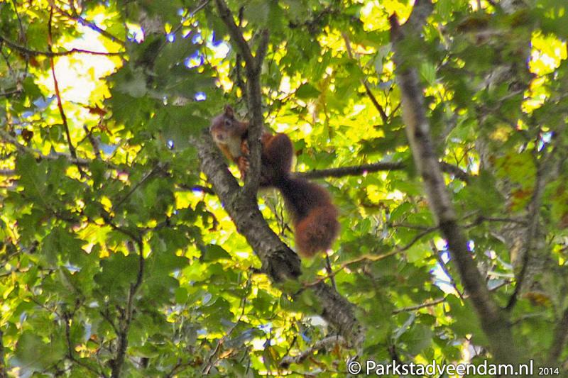 20140921_Eekhoorn_01.jpg