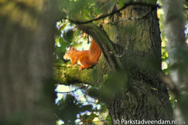 20140921_Eekhoorn_02.jpg