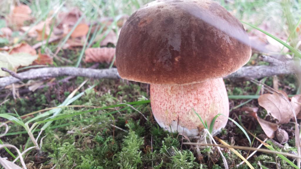 heksenboleet jong.jpg