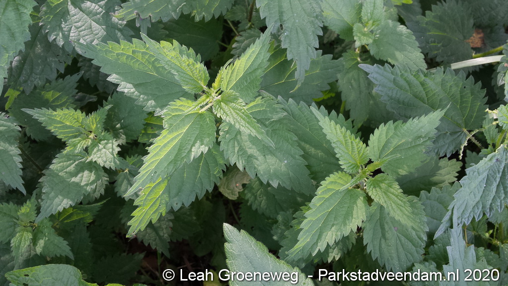 brandnetel.jpg