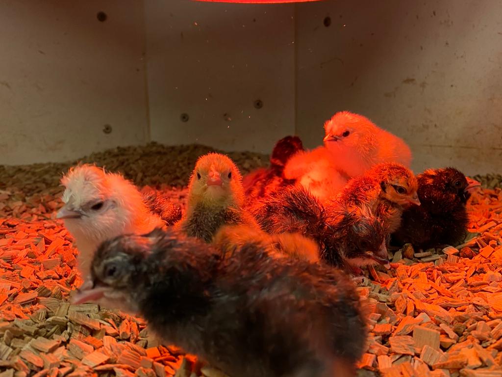 WhatsApp Image 2021-01-08 at 17.12.37.jpeg