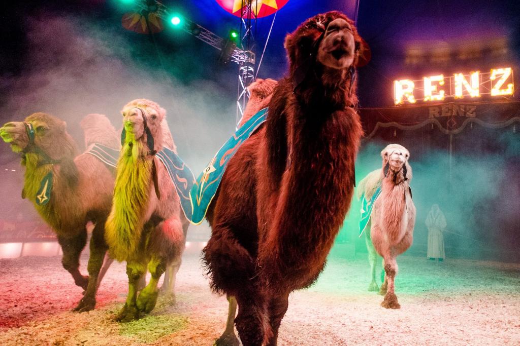 kamelen renz.jpg