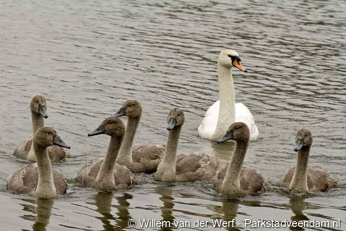 20110813_Zwanenfamilie_Op_Drift_MG_2916.JPG
